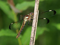 Spangled Skimmer (Female) - Libellula cyanea Females are brown with yellow stripes. They have clear wings with brown wing tips.<br />
<br />
Habitat: Meadow<br />
https://www.jungledragon.com/image/85770/spangled_skimmer_female_-_libellula_cyanea.html Geotagged,Libellula,Libellula cyanea,Spangled skimmer,Summer,United States,dragonfly,skimmer