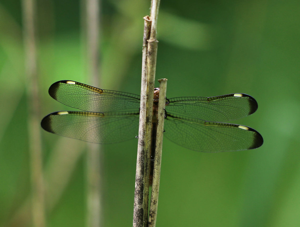 Spangled Skimmer (Female) - Libellula cyanea Females are brown with yellow stripes. They have clear wings with brown wing tips.<br />
<br />
Habitat: Meadow<br />
<figure class="photo"><a href="https://www.jungledragon.com/image/85769/spangled_skimmer_female_-_libellula_cyanea.html" title="Spangled Skimmer (Female) - Libellula cyanea"><img src="https://s3.amazonaws.com/media.jungledragon.com/images/3232/85769_thumb.jpg?AWSAccessKeyId=05GMT0V3GWVNE7GGM1R2&Expires=1759968010&Signature=%2FU9DKlomV7QbiLLgYIJiG02XaSE%3D" width="200" height="152" alt="Spangled Skimmer (Female) - Libellula cyanea Females are brown with yellow stripes. They have clear wings with brown wing tips.<br />
<br />
Habitat: Meadow<br />
https://www.jungledragon.com/image/85770/spangled_skimmer_female_-_libellula_cyanea.html Geotagged,Libellula,Libellula cyanea,Spangled skimmer,Summer,United States,dragonfly,skimmer" /></a></figure> Geotagged,Libellula cyanea,Spangled skimmer,Summer,United States
