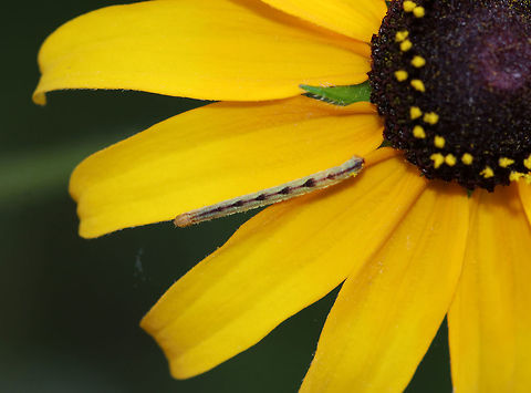 Common Eupithecia - Eupithecia miserulata Habitat: Meadow Common Eupithecia,Eupithecia,Eupithecia miserulata,Geotagged,Summer,United States,caterpillar,geometridae