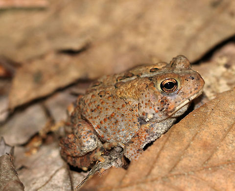 Eastern American Toad - Anaxyrus americanus The coloring and pattern is variable in this subspecies. Their skin color can change depending on habitat, humidity, stress, and temperature.

Habitat: Deciduous forest
https://www.jungledragon.com/image/85788/eastern_american_toad_-_anaxyrus_americanus.html American toad,Anaxyrus,Anaxyrus americanus,Geotagged,Summer,United States,eastern american toad,toad