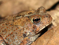Eastern American Toad - Anaxyrus americanus The coloring and pattern is variable in this subspecies. Their skin color can change depending on habitat, humidity, stress, and temperature.<br />
<br />
Habitat: Deciduous forest<br />
https://www.jungledragon.com/image/85787/eastern_american_toad_-_anaxyrus_americanus.html American toad,Anaxyrus americanus,Anaxyrus fowleri,Fowlers toad,Geotagged,Summer,United States,toad