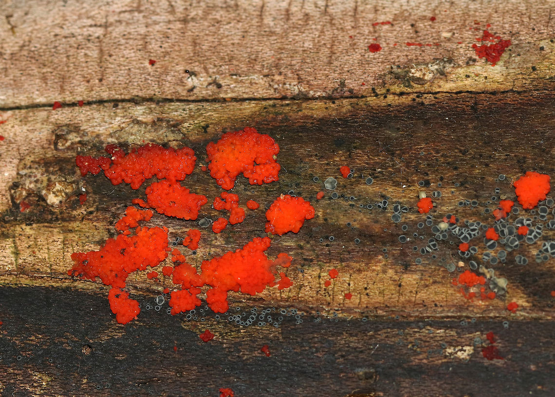 Red Jelly-Spot Fungus - Hormomyces aurantiacus Habitat: Growing on rotting, decorticated wood in a mixed forest Geotagged,Hormomyces,Hormomyces aurantiacus,Red Jelly-Spot Fungus,Summer,United States,fungus,jelly fungus,red fungus