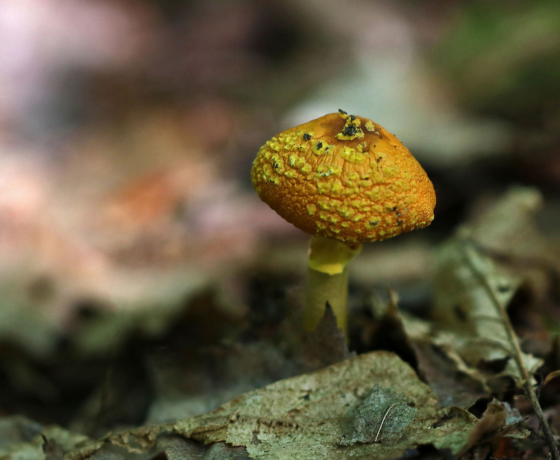 American Yellow Dust Amanita - Amanita flavoconia Cap was about 3-4 cm diameter, orange, flat,  very dry, and covered in scattered warts.The gills were free, close, and white. The stem was yellow, ended in a slightly enlarged base, and had a skirt-like, yellow ring.<br />
<br />
Habitat: growing on the ground in a deciduous forest. Amanita flavoconia,Geotagged,Summer,United States,Yellow-dust Amanita,amanita,fungus,mushroom