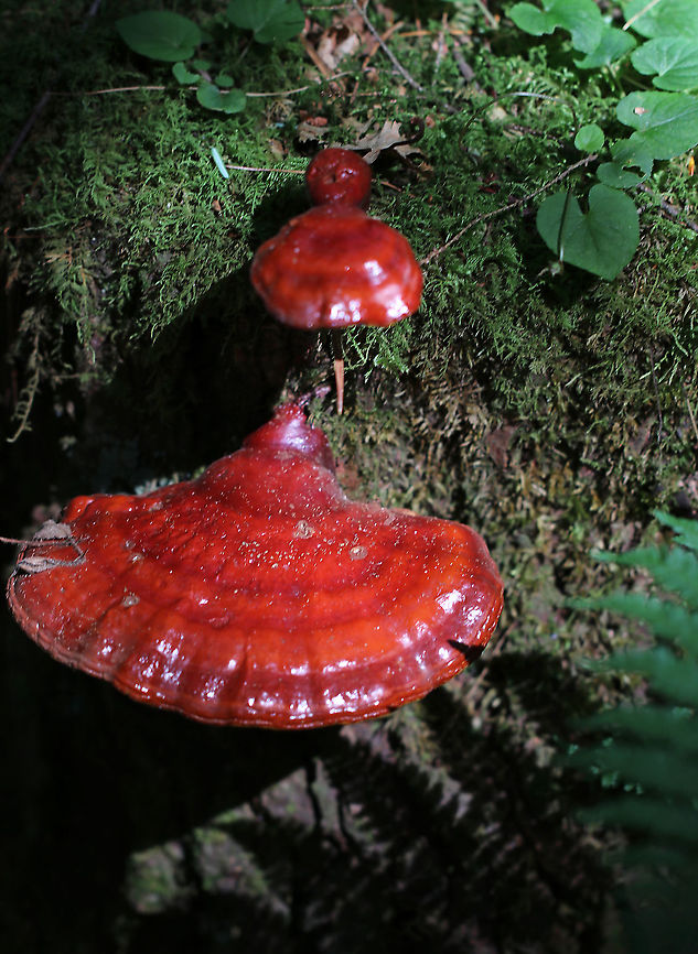 Shelf Fungus - Ganoderma sp. I'm not sure of the species - maybe Ganoderma curtisii, G. tsugae, or G. sessile.  I did not cut it open and have no idea what color the flesh was.<br />
<br />
Habitat: Deciduous forest; I thought it was on hardwood, but am now questioning that as I can see hemlock needles in this photo.<br />
<figure class="photo"><a href="https://www.jungledragon.com/image/85826/shelf_fungus_pores_-_ganoderma_sp.html" title="Shelf Fungus (Pores) - Ganoderma sp."><img src="https://s3.amazonaws.com/media.jungledragon.com/images/3232/85826_thumb.jpg?AWSAccessKeyId=05GMT0V3GWVNE7GGM1R2&Expires=1770854410&Signature=gObtDwdlpPRYQX280MOlTICYMp8%3D" width="200" height="160" alt="Shelf Fungus (Pores) - Ganoderma sp. I'm not sure of the species - maybe Ganoderma curtisii, G. tsugae, or G. sessile. I did not cut it open and have no idea what color the flesh was.<br />
<br />
Habitat: Deciduous forest; I thought it was on hardwood, but am now questioning that as I can see hemlock needles in this photo.<br />
https://www.jungledragon.com/image/85823/shelf_fungus_-_ganoderma_sp.html<br />
https://www.jungledragon.com/image/85825/shelf_fungus_-_ganoderma_sp.html Geotagged,Summer,United States,fungus,ganoderma,pores" /></a></figure><br />
<figure class="photo"><a href="https://www.jungledragon.com/image/85825/shelf_fungus_-_ganoderma_sp.html" title="Shelf Fungus - Ganoderma sp."><img src="https://s3.amazonaws.com/media.jungledragon.com/images/3232/85825_thumb.jpg?AWSAccessKeyId=05GMT0V3GWVNE7GGM1R2&Expires=1770854410&Signature=2xY1B5KbMz6cph6Uq8ckVREbQ2A%3D" width="200" height="136" alt="Shelf Fungus - Ganoderma sp. I'm not sure of the species - maybe Ganoderma curtisii, G. tsugae, or G. sessile. I did not cut it open and have no idea what color the flesh was.<br />
<br />
Habitat: Deciduous forest; I thought it was on hardwood, but am now questioning that as I can see hemlock needles in this photo.<br />
<br />
https://www.jungledragon.com/image/85823/shelf_fungus_-_ganoderma_sp.html<br />
https://www.jungledragon.com/image/85826/shelf_fungus_pores_-_ganoderma_sp.html Geotagged,Summer,United States,fungus,ganoderma,shelf fungus" /></a></figure> Ganoderma,Geotagged,Summer,United States,fungus,shelf fungus