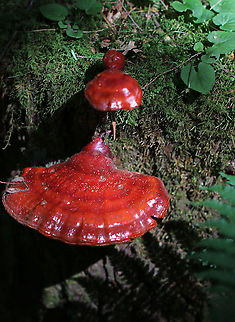 Shelf Fungus - Ganoderma sp. I'm not sure of the species - maybe Ganoderma curtisii, G. tsugae, or G. sessile.  I did not cut it open and have no idea what color the flesh was.

Habitat: Deciduous forest; I thought it was on hardwood, but am now questioning that as I can see hemlock needles in this photo.
https://www.jungledragon.com/image/85826/shelf_fungus_pores_-_ganoderma_sp.html
https://www.jungledragon.com/image/85825/shelf_fungus_-_ganoderma_sp.html Ganoderma,Geotagged,Summer,United States,fungus,shelf fungus