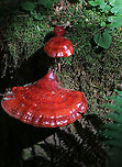 Shelf Fungus - Ganoderma sp. I'm not sure of the species - maybe Ganoderma curtisii, G. tsugae, or G. sessile.  I did not cut it open and have no idea what color the flesh was.<br />
<br />
Habitat: Deciduous forest; I thought it was on hardwood, but am now questioning that as I can see hemlock needles in this photo.<br />
https://www.jungledragon.com/image/85826/shelf_fungus_pores_-_ganoderma_sp.html<br />
https://www.jungledragon.com/image/85825/shelf_fungus_-_ganoderma_sp.html Ganoderma,Geotagged,Summer,United States,fungus,shelf fungus