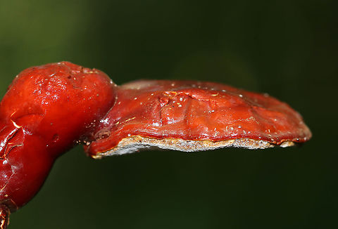 Shelf Fungus - Ganoderma sp. I'm not sure of the species - maybe Ganoderma curtisii, G. tsugae, or G. sessile. I did not cut it open and have no idea what color the flesh was.

Habitat: Deciduous forest; I thought it was on hardwood, but am now questioning that as I can see hemlock needles in this photo.

https://www.jungledragon.com/image/85823/shelf_fungus_-_ganoderma_sp.html
https://www.jungledragon.com/image/85826/shelf_fungus_pores_-_ganoderma_sp.html Geotagged,Summer,United States,fungus,ganoderma,shelf fungus