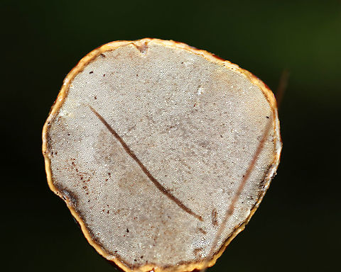 Shelf Fungus (Pores) - Ganoderma sp. I'm not sure of the species - maybe Ganoderma curtisii, G. tsugae, or G. sessile. I did not cut it open and have no idea what color the flesh was.

Habitat: Deciduous forest; I thought it was on hardwood, but am now questioning that as I can see hemlock needles in this photo.
https://www.jungledragon.com/image/85823/shelf_fungus_-_ganoderma_sp.html
https://www.jungledragon.com/image/85825/shelf_fungus_-_ganoderma_sp.html Geotagged,Summer,United States,fungus,ganoderma,pores