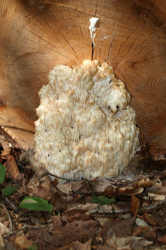 Bear's Head Tooth Fungus - Hericium americanum Definitely past its prime.  The branches arose from a rooting base. The spines were densely packed and were hanging from the branches in clusters. The spines were about 1-3 cm long. <br />
<br />
Habitat: It was growing on the cut end of a fallen, deciduous tree. Bear's head tooth fungus,Geotagged,Hericium americanum,Summer,United States