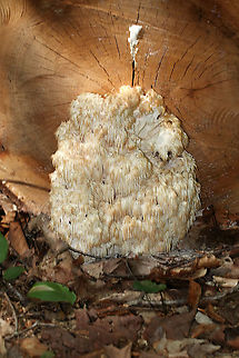 Bear's Head Tooth Fungus - Hericium americanum Definitely past its prime.  The branches arose from a rooting base. The spines were densely packed and were hanging from the branches in clusters. The spines were about 1-3 cm long. 

Habitat: It was growing on the cut end of a fallen, deciduous tree. Bear's head tooth fungus,Geotagged,Hericium americanum,Summer,United States