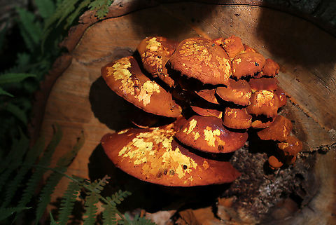 Gymnopilus sp. Mushrooms It's very difficult to ID this genus to species with any certainty, so I'm leaving it at genus level.

Habitat: Cut end of a fallen, deciduous tree
https://www.jungledragon.com/image/85829/gymnopilus_sp._mushrooms.html Geotagged,Gymnopilus,Summer,United States,fungus,mushrooms