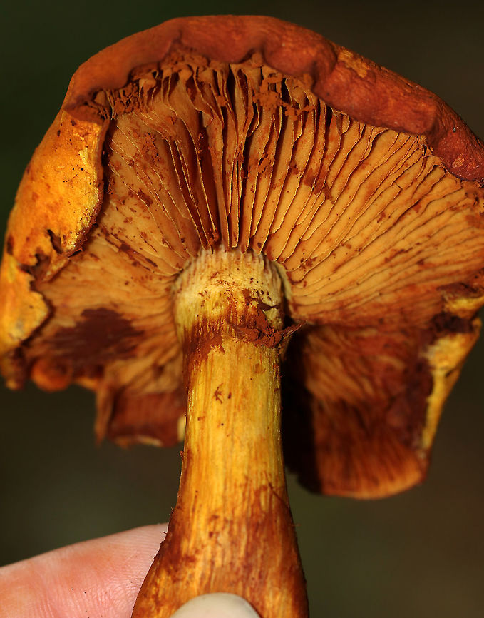 Gymnopilus sp. Mushrooms It&#039;s very difficult to ID this genus to species with any certainty, so I&#039;m leaving it at genus level.<br />
<br />
Habitat: Cut end of a fallen, deciduous tree<br />
<figure class="photo"><a href="https://www.jungledragon.com/image/85828/gymnopilus_sp._mushrooms.html" title="Gymnopilus sp. Mushrooms"><img src="https://s3.amazonaws.com/media.jungledragon.com/images/3232/85828_thumb.jpg?AWSAccessKeyId=05GMT0V3GWVNE7GGM1R2&Expires=1759968010&Signature=j8ZZYcwbU2PBOzx%2BRTWZAWtqhQA%3D" width="200" height="134" alt="Gymnopilus sp. Mushrooms It&#039;s very difficult to ID this genus to species with any certainty, so I&#039;m leaving it at genus level.<br />
<br />
Habitat: Cut end of a fallen, deciduous tree<br />
https://www.jungledragon.com/image/85829/gymnopilus_sp._mushrooms.html Geotagged,Gymnopilus,Summer,United States,fungus,mushrooms" /></a></figure> Geotagged,Gymnopilus,Summer,United States,mushrooms