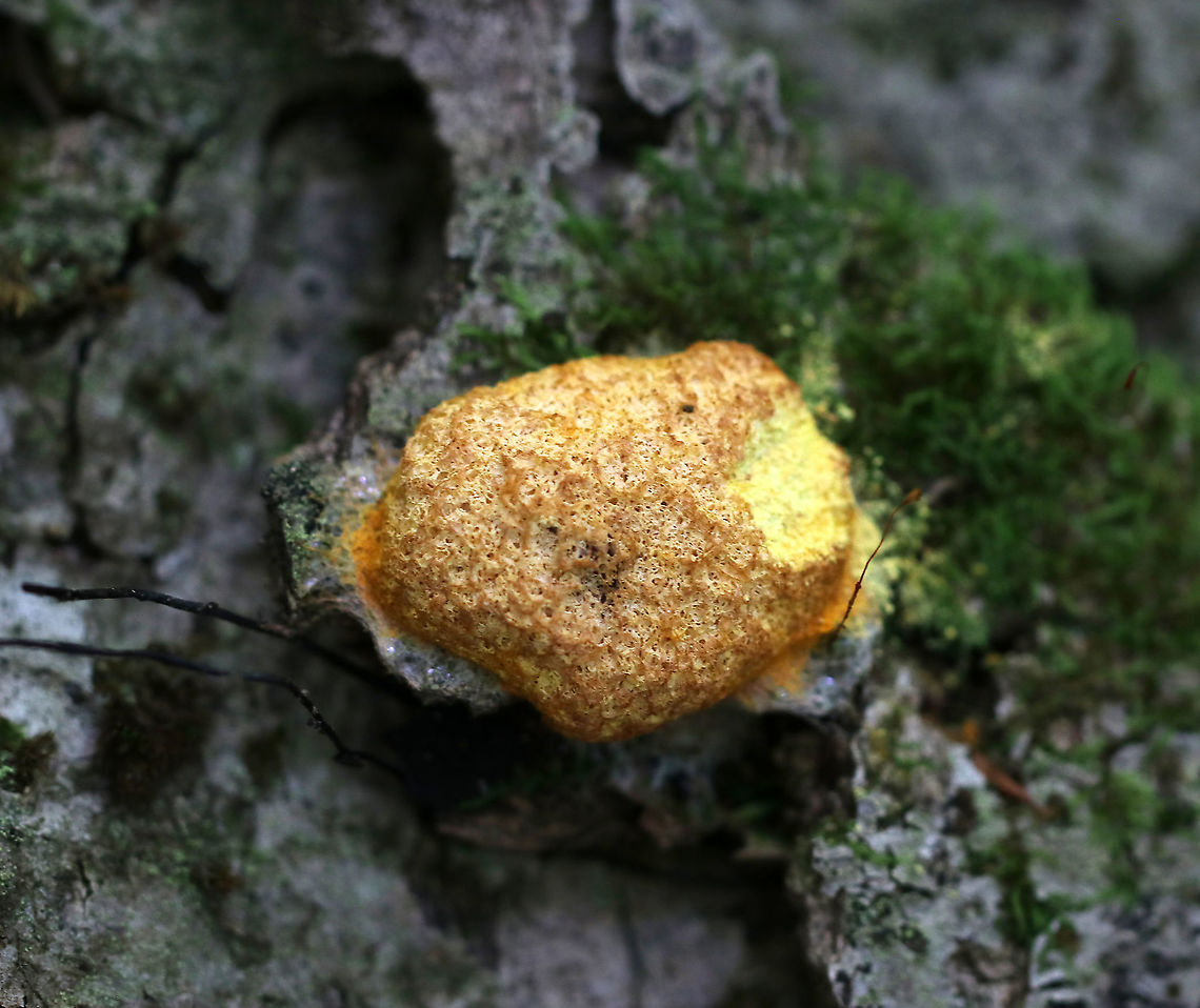Dog Vomit Slime Mold - Fuligo septica Inside spore mass was brown.<br />
<br />
Habitat: I found this growing on the bark of a living tree, which I thought was weird as I&#039;ve never seen this slime on anything other than wood chips. Dog vomit slime mold,Fuligo,Fuligo septica,Geotagged,Summer,United States,slime mold