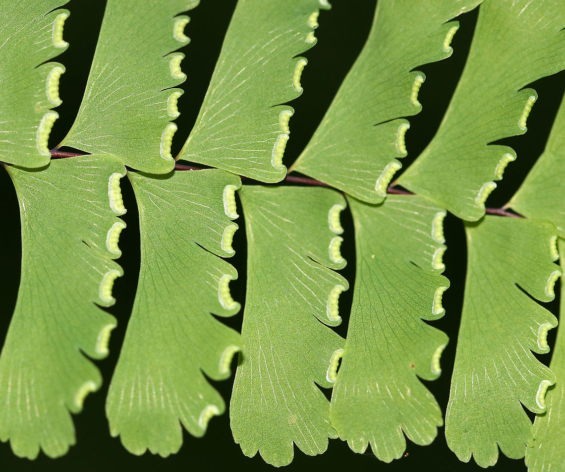 Northern Maindenhair Fern - Adiantum pedatum Maindenhair ferns have fan-shaped whorls of leaflets that are held horizontally. The subleaflets are oblong and are toothed on one edge. The spore cases are located along the toothed edges. The stalks are black and wiry. This photo shows the underside of a frond with the sori (spore-bearing structures). <br />
<br />
Habitat: mixed forest Adiantum pedatum,Geotagged,Northern maidenhair,Summer,United States,fern,maidenhair fern
