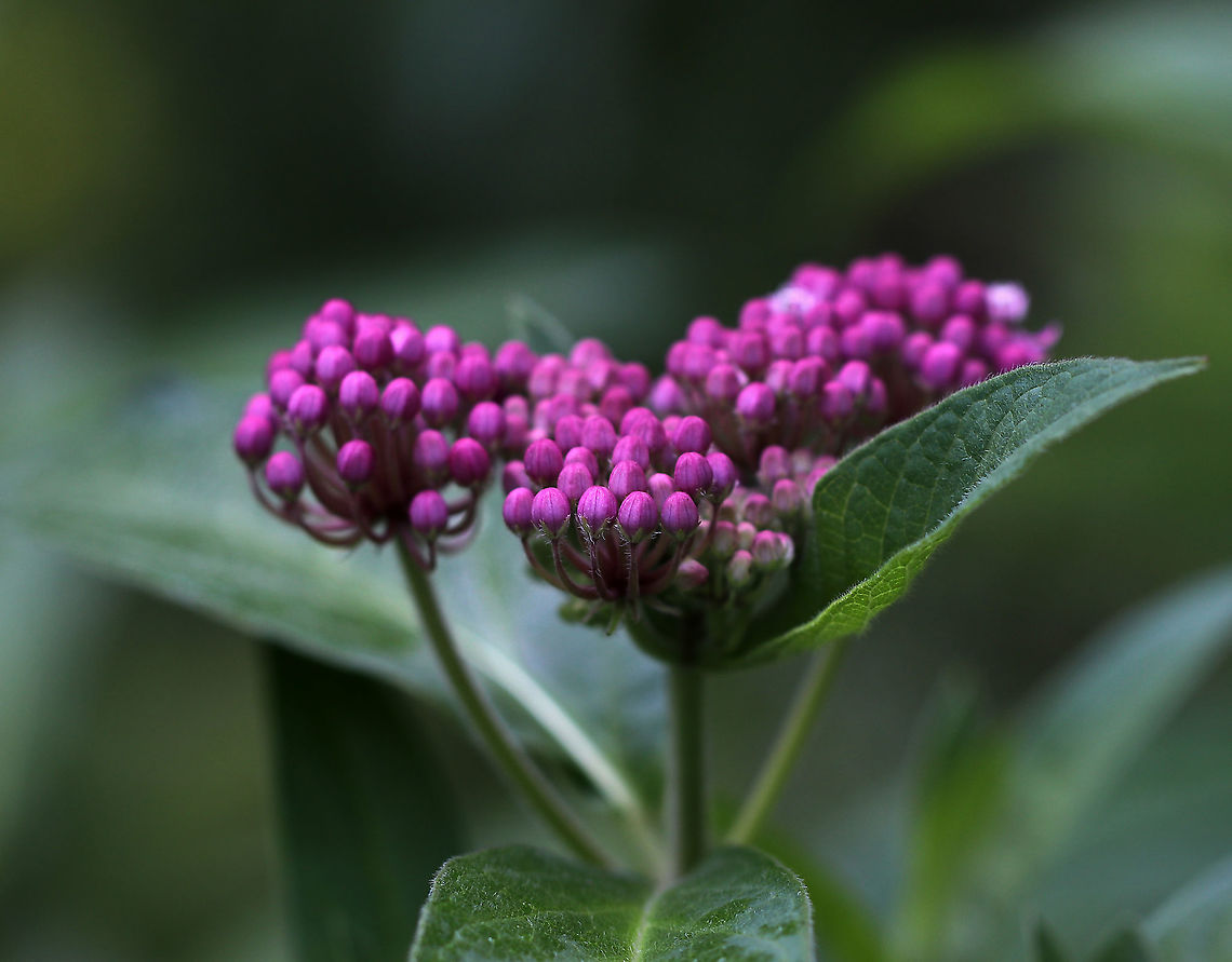 Swamp Milkweed - Asclepias incarnata Large clusters of pinkish-purple flowers at the top of tall, branching stems. During the past 20 years, the population of monarch butterflies has plummeted nearly 90% in North America. One of the biggest factors in this decline is the scarcity of milkweed. Milkweed is the only host plant for monarch caterpillars, and without milkweed, monarchs cannot successfully reproduce. Hence, the decline of the species<br />
<br />
Habitat: Swamp Asclepias,Asclepias incarnata,Geotagged,Summer,Swamp milkweed,United States,milkweed
