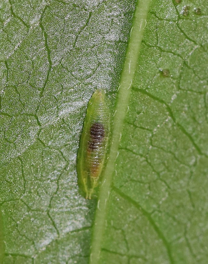 Syrphid Fly Larva - Tribe Syrphini, Toxomerus sp. Semi-translucent, green larva<br />
<br />
Habitat: Plants in a swamp; sadly I did not note the species of plant that it was on.<br />
<figure class="photo"><a href="https://www.jungledragon.com/image/85872/syrphid_fly_larva_-_tribe_syrphini_toxomerus_sp.html" title="Syrphid Fly Larva - Tribe Syrphini, Toxomerus sp."><img src="https://s3.amazonaws.com/media.jungledragon.com/images/3232/85872_thumb.jpg?AWSAccessKeyId=05GMT0V3GWVNE7GGM1R2&Expires=1765411210&Signature=yRI0wWdprmcbm25RZ7Jvk7v7rF8%3D" width="200" height="170" alt="Syrphid Fly Larva - Tribe Syrphini, Toxomerus sp. Semi-translucent, green larva<br />
<br />
Habitat: Plants in a swamp; sadly I did not note the species of plant that it was on.<br />
https://www.jungledragon.com/image/85870/syrphid_fly_larva_-_tribe_syrphini.html<br />
https://www.jungledragon.com/image/85871/syrphid_fly_larva_-_tribe_syrphini.html Geotagged,Summer,Toxomerus,United States" /></a></figure><br />
<figure class="photo"><a href="https://www.jungledragon.com/image/85871/syrphid_fly_larva_-_tribe_syrphini_toxomerus_sp.html" title="Syrphid Fly Larva - Tribe Syrphini, Toxomerus sp."><img src="https://s3.amazonaws.com/media.jungledragon.com/images/3232/85871_thumb.jpg?AWSAccessKeyId=05GMT0V3GWVNE7GGM1R2&Expires=1765411210&Signature=d80tm1xXArSqjZTcsVZcOEpPbA0%3D" width="120" height="152" alt="Syrphid Fly Larva - Tribe Syrphini, Toxomerus sp. *Sorry for the blurry image, but I thought it was so cool to be able to see its guts.<br />
<br />
Semi-translucent, green larva<br />
<br />
Habitat: Plants in a swamp; sadly I did not note the species of plant that it was on.<br />
https://www.jungledragon.com/image/85870/syrphid_fly_larva_-_tribe_syrphini.html<br />
https://www.jungledragon.com/image/85872/syrphid_fly_larva_-_tribe_syrphini.html Geotagged,Summer,Toxomerus,United States" /></a></figure> Geotagged,Summer,Syrphid Fly Larva,Toxomerus,United States,fly larva,hoverfly larva,larva