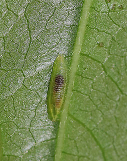 Syrphid Fly Larva - Tribe Syrphini, Toxomerus sp. Semi-translucent, green larva

Habitat: Plants in a swamp; sadly I did not note the species of plant that it was on.
https://www.jungledragon.com/image/85872/syrphid_fly_larva_-_tribe_syrphini.html
https://www.jungledragon.com/image/85871/syrphid_fly_larva_-_tribe_syrphini.html Geotagged,Summer,Syrphid Fly Larva,Toxomerus,United States,fly larva,hoverfly larva,larva