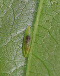 Syrphid Fly Larva - Tribe Syrphini, Toxomerus sp. Semi-translucent, green larva<br />
<br />
Habitat: Plants in a swamp; sadly I did not note the species of plant that it was on.<br />
https://www.jungledragon.com/image/85872/syrphid_fly_larva_-_tribe_syrphini.html<br />
https://www.jungledragon.com/image/85871/syrphid_fly_larva_-_tribe_syrphini.html Geotagged,Summer,Syrphid Fly Larva,Toxomerus,United States,fly larva,hoverfly larva,larva