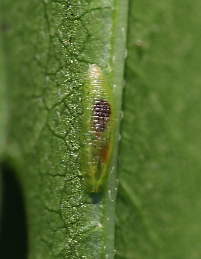 Syrphid Fly Larva - Tribe Syrphini, Toxomerus sp. *Sorry for the blurry image, but I thought it was so cool to be able to see its guts.<br />
<br />
Semi-translucent, green larva<br />
<br />
Habitat: Plants in a swamp; sadly I did not note the species of plant that it was on.<br />
<figure class="photo"><a href="https://www.jungledragon.com/image/85870/syrphid_fly_larva_-_tribe_syrphini_toxomerus_sp.html" title="Syrphid Fly Larva - Tribe Syrphini, Toxomerus sp."><img src="https://s3.amazonaws.com/media.jungledragon.com/images/3232/85870_thumb.jpg?AWSAccessKeyId=05GMT0V3GWVNE7GGM1R2&Expires=1765411210&Signature=VYGuiKeb0MxDoED8n2vUYd37LVQ%3D" width="120" height="152" alt="Syrphid Fly Larva - Tribe Syrphini, Toxomerus sp. Semi-translucent, green larva<br />
<br />
Habitat: Plants in a swamp; sadly I did not note the species of plant that it was on.<br />
https://www.jungledragon.com/image/85872/syrphid_fly_larva_-_tribe_syrphini.html<br />
https://www.jungledragon.com/image/85871/syrphid_fly_larva_-_tribe_syrphini.html Geotagged,Summer,Syrphid Fly Larva,Toxomerus,United States,fly larva,hoverfly larva,larva" /></a></figure><br />
<figure class="photo"><a href="https://www.jungledragon.com/image/85872/syrphid_fly_larva_-_tribe_syrphini_toxomerus_sp.html" title="Syrphid Fly Larva - Tribe Syrphini, Toxomerus sp."><img src="https://s3.amazonaws.com/media.jungledragon.com/images/3232/85872_thumb.jpg?AWSAccessKeyId=05GMT0V3GWVNE7GGM1R2&Expires=1765411210&Signature=yRI0wWdprmcbm25RZ7Jvk7v7rF8%3D" width="200" height="170" alt="Syrphid Fly Larva - Tribe Syrphini, Toxomerus sp. Semi-translucent, green larva<br />
<br />
Habitat: Plants in a swamp; sadly I did not note the species of plant that it was on.<br />
https://www.jungledragon.com/image/85870/syrphid_fly_larva_-_tribe_syrphini.html<br />
https://www.jungledragon.com/image/85871/syrphid_fly_larva_-_tribe_syrphini.html Geotagged,Summer,Toxomerus,United States" /></a></figure> Geotagged,Summer,Toxomerus,United States