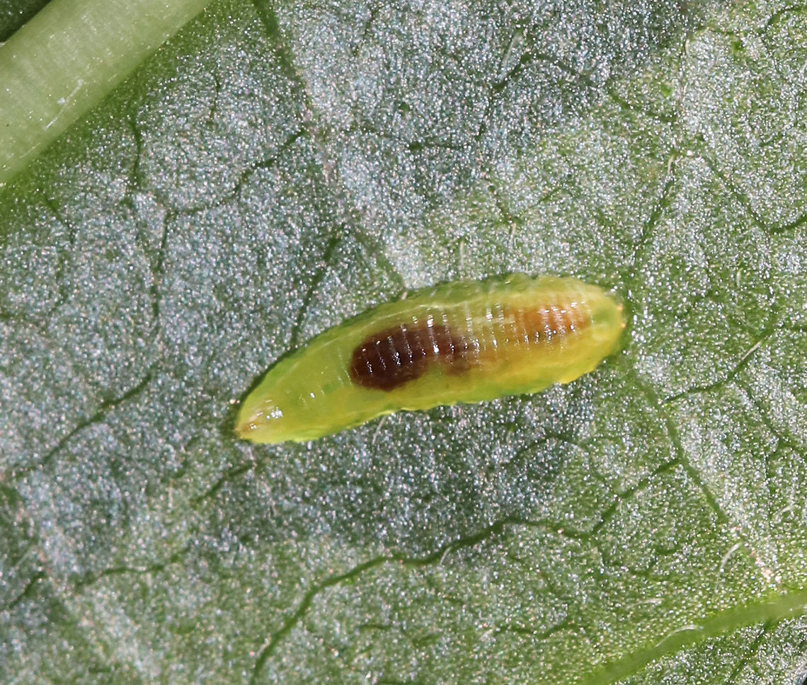 Syrphid Fly Larva - Tribe Syrphini, Toxomerus sp. Semi-translucent, green larva<br />
<br />
Habitat: Plants in a swamp; sadly I did not note the species of plant that it was on.<br />
<figure class="photo"><a href="https://www.jungledragon.com/image/85870/syrphid_fly_larva_-_tribe_syrphini_toxomerus_sp.html" title="Syrphid Fly Larva - Tribe Syrphini, Toxomerus sp."><img src="https://s3.amazonaws.com/media.jungledragon.com/images/3232/85870_thumb.jpg?AWSAccessKeyId=05GMT0V3GWVNE7GGM1R2&Expires=1759968010&Signature=EvCGdRw4OY7nmeS7TGKsLNiLFi0%3D" width="120" height="152" alt="Syrphid Fly Larva - Tribe Syrphini, Toxomerus sp. Semi-translucent, green larva<br />
<br />
Habitat: Plants in a swamp; sadly I did not note the species of plant that it was on.<br />
https://www.jungledragon.com/image/85872/syrphid_fly_larva_-_tribe_syrphini.html<br />
https://www.jungledragon.com/image/85871/syrphid_fly_larva_-_tribe_syrphini.html Geotagged,Summer,Syrphid Fly Larva,Toxomerus,United States,fly larva,hoverfly larva,larva" /></a></figure><br />
<figure class="photo"><a href="https://www.jungledragon.com/image/85871/syrphid_fly_larva_-_tribe_syrphini_toxomerus_sp.html" title="Syrphid Fly Larva - Tribe Syrphini, Toxomerus sp."><img src="https://s3.amazonaws.com/media.jungledragon.com/images/3232/85871_thumb.jpg?AWSAccessKeyId=05GMT0V3GWVNE7GGM1R2&Expires=1759968010&Signature=TusFETWzejaJB9FOaRWdLMi0Omg%3D" width="120" height="152" alt="Syrphid Fly Larva - Tribe Syrphini, Toxomerus sp. *Sorry for the blurry image, but I thought it was so cool to be able to see its guts.<br />
<br />
Semi-translucent, green larva<br />
<br />
Habitat: Plants in a swamp; sadly I did not note the species of plant that it was on.<br />
https://www.jungledragon.com/image/85870/syrphid_fly_larva_-_tribe_syrphini.html<br />
https://www.jungledragon.com/image/85872/syrphid_fly_larva_-_tribe_syrphini.html Geotagged,Summer,Toxomerus,United States" /></a></figure> Geotagged,Summer,Toxomerus,United States