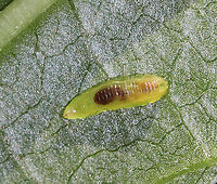 Syrphid Fly Larva - Tribe Syrphini, Toxomerus sp. Semi-translucent, green larva<br />
<br />
Habitat: Plants in a swamp; sadly I did not note the species of plant that it was on.<br />
https://www.jungledragon.com/image/85870/syrphid_fly_larva_-_tribe_syrphini.html<br />
https://www.jungledragon.com/image/85871/syrphid_fly_larva_-_tribe_syrphini.html Geotagged,Summer,Toxomerus,United States