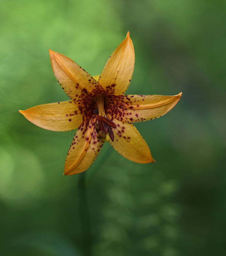 Canada Lily - Lilium canadense Habitat: Mixed forest Canada lily,Geotagged,Lilium canadense,Summer,United States,lilium,lily