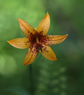Canada Lily - Lilium canadense Habitat: Mixed forest Canada lily,Geotagged,Lilium canadense,Summer,United States,lilium,lily