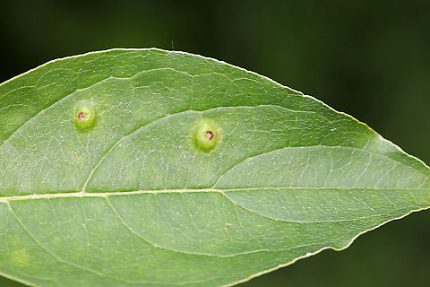 Globular Galls I think these could be psyllid galls (Pachypsylla sp.), but that is a really wild guess. They were globular with depressed, reddish centers.

Habitat: I have no idea what plant they were on
https://www.jungledragon.com/image/85901/globular_galls.html Geotagged,Summer,United States,gall,galls,globular galls,psyllid galls