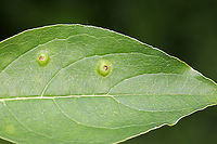 Globular Galls I think these could be psyllid galls (Pachypsylla sp.), but that is a really wild guess. They were globular with depressed, reddish centers.<br />
<br />
Habitat: I have no idea what plant they were on<br />
https://www.jungledragon.com/image/85901/globular_galls.html Geotagged,Summer,United States,gall,galls,globular galls,psyllid galls