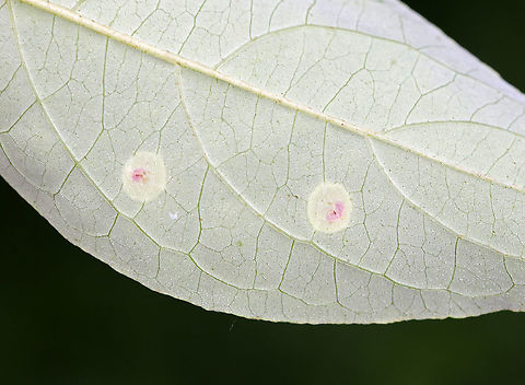 Globular Galls I think these could be psyllid galls (Pachypsylla sp.), but that is a really wild guess. They were globular with depressed, reddish centers.

Habitat: I have no idea what plant they were on
https://www.jungledragon.com/image/85900/globular_galls.html Geotagged,Summer,United States,gall,galls