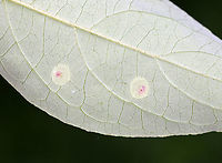 Globular Galls I think these could be psyllid galls (Pachypsylla sp.), but that is a really wild guess. They were globular with depressed, reddish centers.<br />
<br />
Habitat: I have no idea what plant they were on<br />
https://www.jungledragon.com/image/85900/globular_galls.html Geotagged,Summer,United States,gall,galls