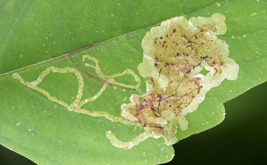 Jewelweed Leafminer - Phytoliriomyza melampyga This mine appeared to have a linear section followed by a large blotch.<br />
<br />
Habitat: Jewelweed (Impatiens capensis) in a mixed forest<br />
<figure class="photo"><a href="https://www.jungledragon.com/image/85903/jewelweed_leafminer_-_phytoliriomyza_melampyga.html" title="Jewelweed Leafminer - Phytoliriomyza melampyga"><img src="https://s3.amazonaws.com/media.jungledragon.com/images/3232/85903_thumb.jpg?AWSAccessKeyId=05GMT0V3GWVNE7GGM1R2&Expires=1769040010&Signature=xAZINZ89TLXoIPiU59NLylVqsBM%3D" width="200" height="148" alt="Jewelweed Leafminer - Phytoliriomyza melampyga This mine appeared to have a linear section followed by a large blotch.<br />
<br />
Habitat: Jewelweed (Impatiens capensis) in a mixed forest<br />
https://www.jungledragon.com/image/85902/jewelweed_leafminer_-_phytoliriomyza_melampyga.html Geotagged,Phytoliriomyza melampyga,Summer,United States" /></a></figure> Agromyzid Fly Leaf Mine,Agromyzidae,Geotagged,Phytoliriomyza melampyga,Summer,United States,leaf mine,leafminer,linear-blotch mine
