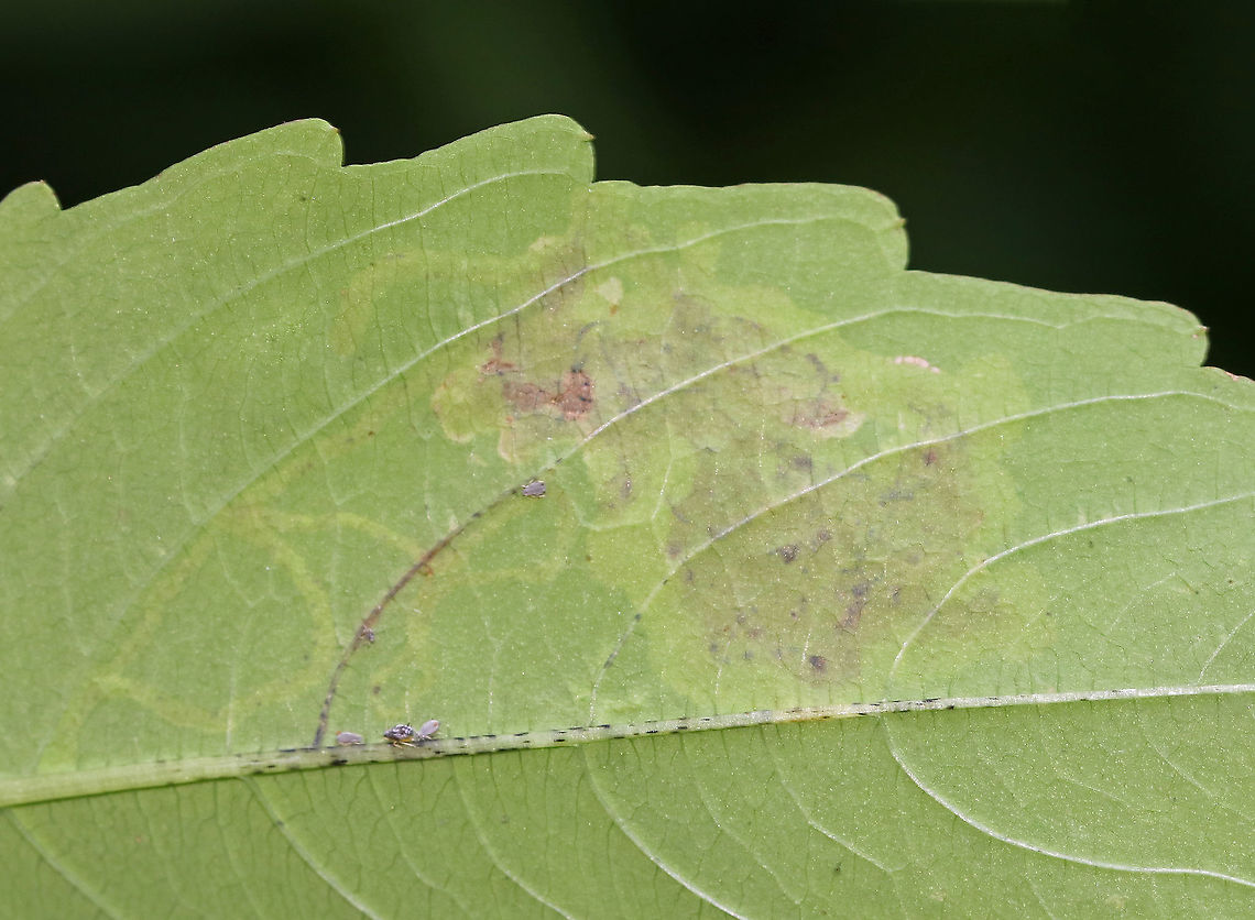 Jewelweed Leafminer - Phytoliriomyza melampyga This mine appeared to have a linear section followed by a large blotch.<br />
<br />
Habitat: Jewelweed (Impatiens capensis) in a mixed forest<br />
<figure class="photo"><a href="https://www.jungledragon.com/image/85902/jewelweed_leafminer_-_phytoliriomyza_melampyga.html" title="Jewelweed Leafminer - Phytoliriomyza melampyga"><img src="https://s3.amazonaws.com/media.jungledragon.com/images/3232/85902_thumb.jpg?AWSAccessKeyId=05GMT0V3GWVNE7GGM1R2&Expires=1769040010&Signature=HnXkd0QGQN%2FSEuM1KkTiL1Js5LE%3D" width="200" height="124" alt="Jewelweed Leafminer - Phytoliriomyza melampyga This mine appeared to have a linear section followed by a large blotch.<br />
<br />
Habitat: Jewelweed (Impatiens capensis) in a mixed forest<br />
https://www.jungledragon.com/image/85903/jewelweed_leafminer_-_phytoliriomyza_melampyga.html Agromyzid Fly Leaf Mine,Agromyzidae,Geotagged,Phytoliriomyza melampyga,Summer,United States,leaf mine,leafminer,linear-blotch mine" /></a></figure> Geotagged,Phytoliriomyza melampyga,Summer,United States
