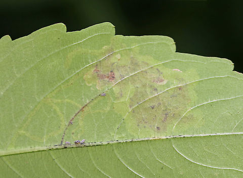 Jewelweed Leafminer - Phytoliriomyza melampyga This mine appeared to have a linear section followed by a large blotch.

Habitat: Jewelweed (Impatiens capensis) in a mixed forest
https://www.jungledragon.com/image/85902/jewelweed_leafminer_-_phytoliriomyza_melampyga.html Geotagged,Phytoliriomyza melampyga,Summer,United States