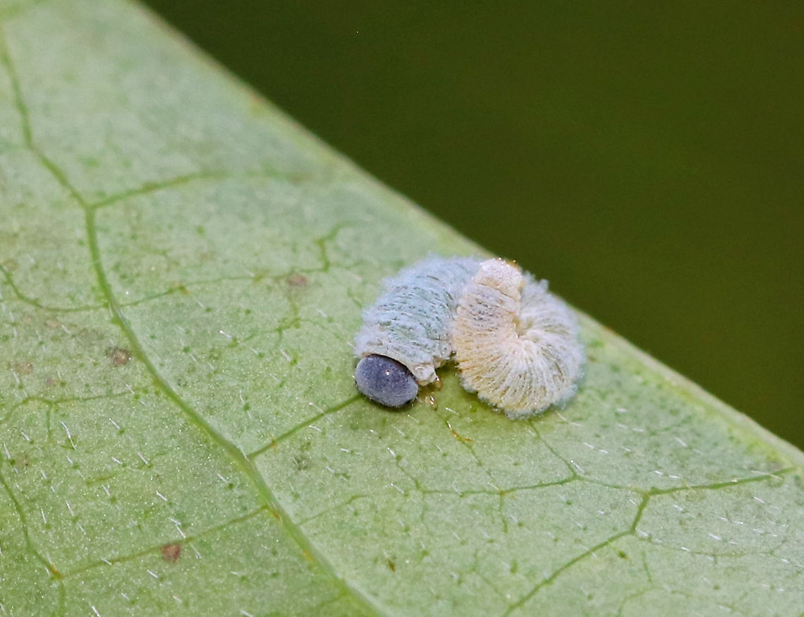 Sawfly Larva - Family Tenthredinidae This tiny larva had a greenish yellow body that was covered in white fluff. Blue head capsule.<br />
<br />
Habitat: Swamp; host unknown<br />
<figure class="photo"><a href="https://www.jungledragon.com/image/85905/sawfly_larva_-_family_tenthredinidae.html" title="Sawfly Larva - Family Tenthredinidae"><img src="https://s3.amazonaws.com/media.jungledragon.com/images/3232/85905_thumb.jpg?AWSAccessKeyId=05GMT0V3GWVNE7GGM1R2&Expires=1759968010&Signature=HBNVaThK34cgX%2F8PMQ3t1zeta58%3D" width="200" height="150" alt="Sawfly Larva - Family Tenthredinidae This tiny larva had a greenish yellow body that was covered in white fluff. Blue head capsule.<br />
<br />
Habitat: Swamp; host unknown<br />
https://www.jungledragon.com/image/85904/sawfly_larva_-_family_tenthredinidae.html Geotagged,Summer,United States" /></a></figure> Family Tenthredinidae,Geotagged,Summer,Tenthredinidae,United States,larva,sawfly,sawfly larva