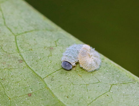 Sawfly Larva - Family Tenthredinidae This tiny larva had a greenish yellow body that was covered in white fluff. Blue head capsule.

Habitat: Swamp; host unknown
https://www.jungledragon.com/image/85905/sawfly_larva_-_family_tenthredinidae.html Family Tenthredinidae,Geotagged,Summer,Tenthredinidae,United States,larva,sawfly,sawfly larva