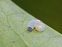 Sawfly Larva - Family Tenthredinidae This tiny larva had a greenish yellow body that was covered in white fluff. Blue head capsule.<br />
<br />
Habitat: Swamp; host unknown<br />
https://www.jungledragon.com/image/85905/sawfly_larva_-_family_tenthredinidae.html Family Tenthredinidae,Geotagged,Summer,Tenthredinidae,United States,larva,sawfly,sawfly larva