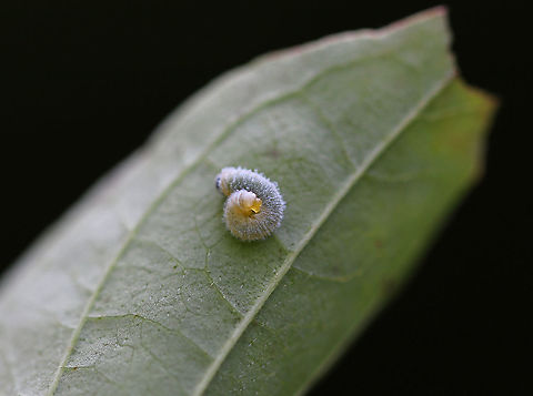 Sawfly Larva - Family Tenthredinidae This tiny larva had a greenish yellow body that was covered in white fluff. Blue head capsule.

Habitat: Swamp; host unknown
https://www.jungledragon.com/image/85904/sawfly_larva_-_family_tenthredinidae.html Geotagged,Summer,United States
