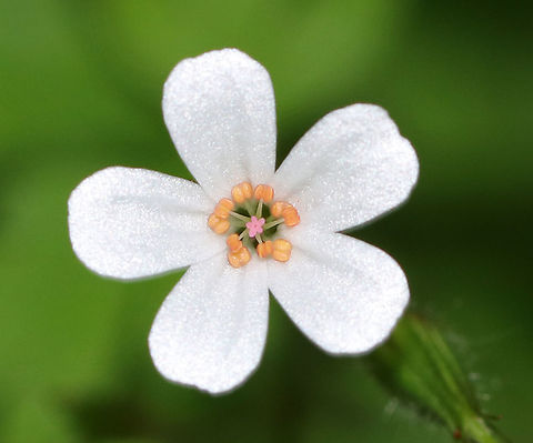 Herb-Robert (White Form) - Geranium robertianum This plant was unusual because it had white flowers, rather than the usual pink ones. 

Freshly picked, crushed leaves have a strong odor that resembles burning tires. If they are rubbed on the body, the smell is said to repel mosquitoes. I suspect that the smell would repel just about any creature. The active ingredients are tannins, a bitter compound called geraniin, and essential oils.

It's many common names include:  red robin, death come quickly, storksbill, fox geranium, stinking Bob, squinter-pip, and crow's foot

Habitat: Mixed, swampy forest
https://www.jungledragon.com/image/85907/herb-robert_albino_form_-_geranium_robertianum.html Geotagged,Geranium robertianum,Herb Robert,Summer,United States,albino herb robert,celtic white,crow's foot,death come quickly,fox geranium,red robin,squinter-pip,stinking Bob,storksbill