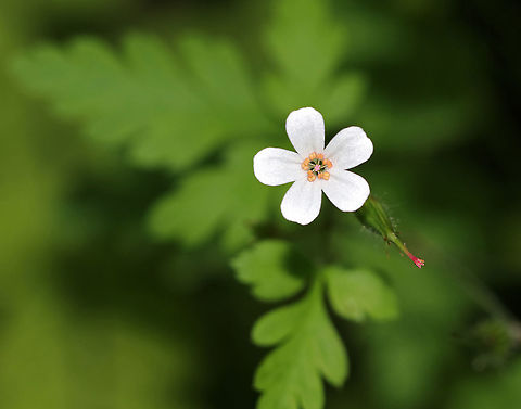 Herb-Robert (Albino Form) - Geranium robertianum This plant was unusual because it had white flowers, rather than the usual pink ones.

Freshly picked, crushed leaves have a strong odor that resembles burning tires. If they are rubbed on the body, the smell is said to repel mosquitoes. I suspect that the smell would repel just about any creature. The active ingredients are tannins, a bitter compound called geraniin, and essential oils.

It's many common names include: red robin, death come quickly, storksbill, fox geranium, stinking Bob, squinter-pip, and crow's foot

Habitat: Mixed, swampy forest
https://www.jungledragon.com/image/85906/herb-robert_albino_form_-_geranium_robertianum.html Geotagged,Geranium robertianum,Herb Robert,Summer,United States