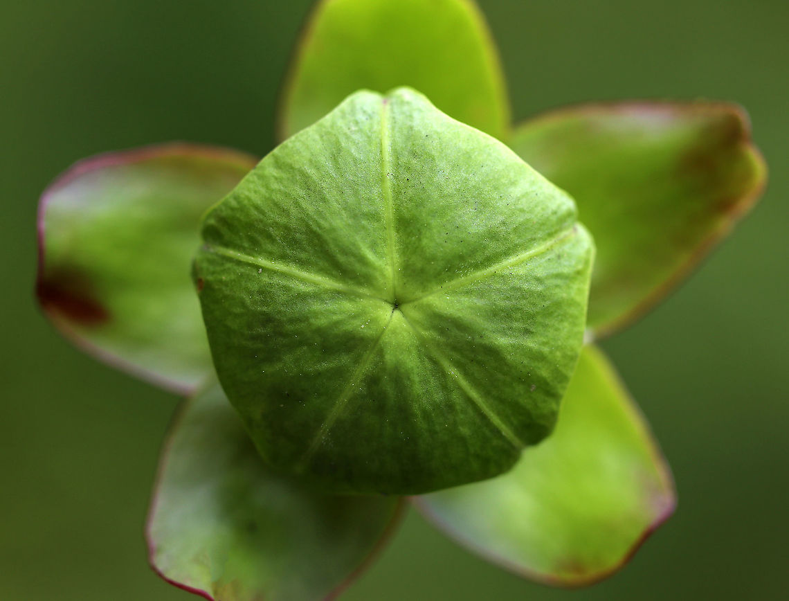 Northern Pitcher Plant Bud- Sarracenia purpurea A carnivorous plant with one large, purplish-red flower on the top of a leafless stalk rising above a rosette of tubular leaves. Flowers are 2 inches in size and have 5 petals. The flower petals on this plant had already fallen off.<br />
<br />
Habitat: Bog Geotagged,Northern Pitcher Plant,Pitcher Plant,Purple pitcher plant,Sarracenia purpurea,Summer,United States