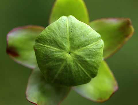 Northern Pitcher Plant Bud- Sarracenia purpurea A carnivorous plant with one large, purplish-red flower on the top of a leafless stalk rising above a rosette of tubular leaves. Flowers are 2 inches in size and have 5 petals. The flower petals on this plant had already fallen off.

Habitat: Bog Geotagged,Northern Pitcher Plant,Pitcher Plant,Purple pitcher plant,Sarracenia purpurea,Summer,United States
