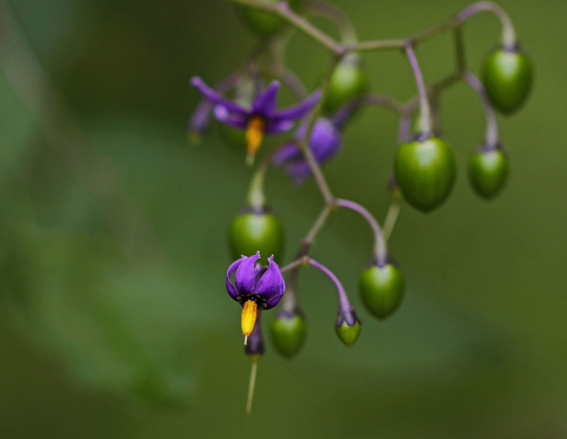 Bittersweet Nightshade - Solanum dulcamara This vine has loose clusters of drooping, purple, star-shaped flowers with yellow centers. The flowers have a 5-lobed corolla and 5 stamens with yellow anthers forming a central cone. The leaves are long with 2 basal lobes. The fruit is a shiny, green, tomato-like berry that turns bright red. The leaves and unripe fruit contain a poisonous alkaloid, solanine.<br />
<br />
Habitat: Edge of a bog Bittersweet Nightshade,Geotagged,Solanum dulcamara,Summer,United States