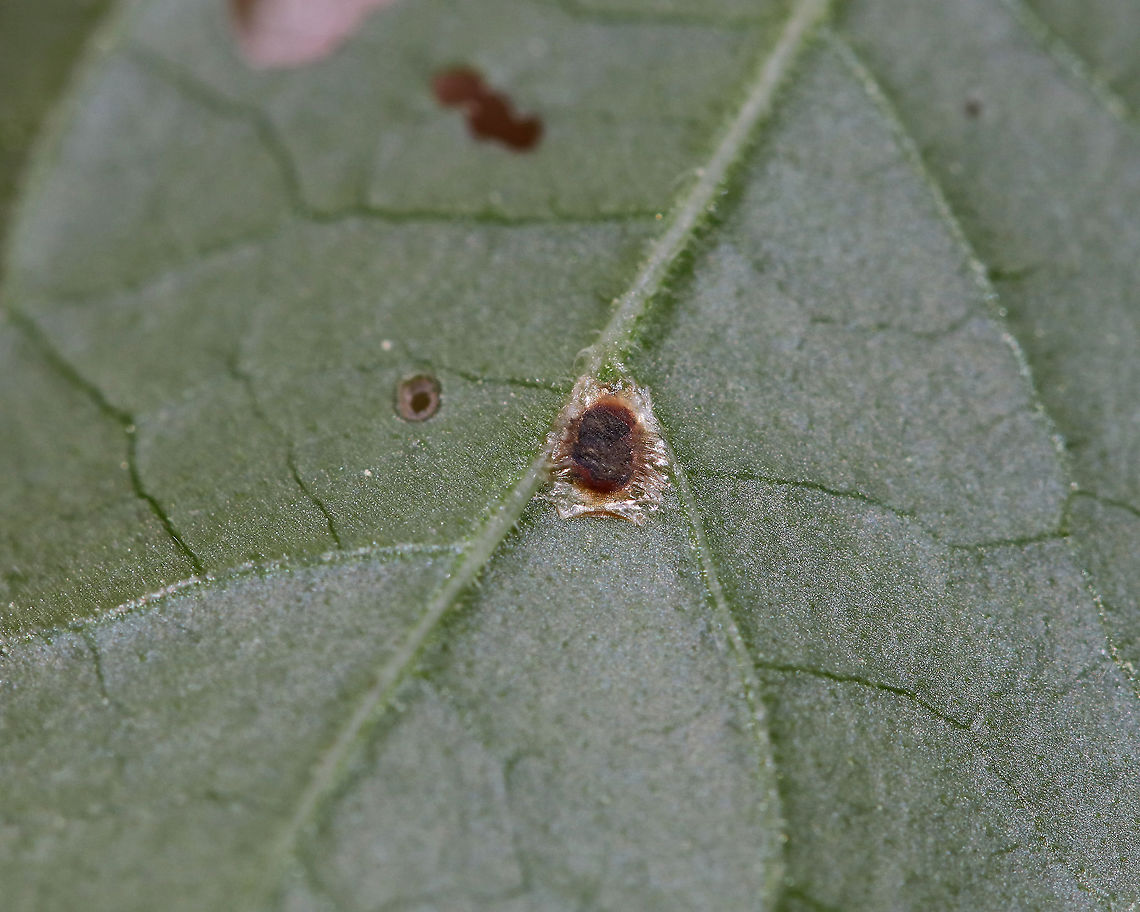 Superfamily Coccoidea - Scale Insect Scale insects drink plant fluids and are considered plant parasites.<br />
<br />
*Some annoying problems with this series of photos: I didn't use a flash or investigate them closer, neither did I get a photo of the host plant.  Ugh!<br />
<br />
Habitat: Bog<br />
<figure class="photo"><a href="https://www.jungledragon.com/image/85922/superfamily_coccoidea_-_scale_insect.html" title="Superfamily Coccoidea - Scale Insect"><img src="https://s3.amazonaws.com/media.jungledragon.com/images/3232/85922_thumb.jpg?AWSAccessKeyId=05GMT0V3GWVNE7GGM1R2&Expires=1763596810&Signature=v5UwQu%2FZ8Ltb3tMF7PotunaJPtg%3D" width="200" height="158" alt="Superfamily Coccoidea - Scale Insect Scale insects drink plant fluids and are considered plant parasites.<br />
<br />
*Some annoying problems with this series of photos: I didn't use a flash or investigate them closer, neither did I get a photo of the host plant. Ugh!<br />
<br />
Habitat: Bog<br />
https://www.jungledragon.com/image/85920/superfamily_coccoidea_-_scale_insect.html<br />
https://www.jungledragon.com/image/85921/superfamily_coccoidea_-_scale_insect.html Geotagged,Summer,United States" /></a></figure><br />
<figure class="photo"><a href="https://www.jungledragon.com/image/85921/superfamily_coccoidea_-_scale_insect.html" title="Superfamily Coccoidea - Scale Insect"><img src="https://s3.amazonaws.com/media.jungledragon.com/images/3232/85921_thumb.jpg?AWSAccessKeyId=05GMT0V3GWVNE7GGM1R2&Expires=1763596810&Signature=TzQgSDk60KvHDhYLkr1e1vkTmXg%3D" width="200" height="134" alt="Superfamily Coccoidea - Scale Insect Scale insects drink plant fluids and are considered plant parasites.<br />
<br />
*Some annoying problems with this series of photos: I didn't use a flash or investigate them closer, neither did I get a photo of the host plant. Ugh!<br />
<br />
Habitat: Bog<br />
https://www.jungledragon.com/image/85920/superfamily_coccoidea_-_scale_insect.html<br />
https://www.jungledragon.com/image/85922/superfamily_coccoidea_-_scale_insect.html Geotagged,Summer,United States" /></a></figure> Coccoidea,Geotagged,Summer,Superfamily Coccoidea,United States,scale,scale insect