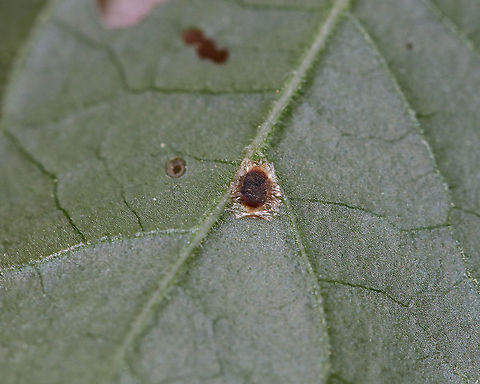 Superfamily Coccoidea - Scale Insect Scale insects drink plant fluids and are considered plant parasites.

*Some annoying problems with this series of photos: I didn't use a flash or investigate them closer, neither did I get a photo of the host plant.  Ugh!

Habitat: Bog
https://www.jungledragon.com/image/85922/superfamily_coccoidea_-_scale_insect.html
https://www.jungledragon.com/image/85921/superfamily_coccoidea_-_scale_insect.html Coccoidea,Geotagged,Summer,Superfamily Coccoidea,United States,scale,scale insect