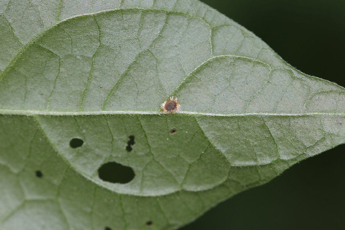 Superfamily Coccoidea - Scale Insect Scale insects drink plant fluids and are considered plant parasites.<br />
<br />
*Some annoying problems with this series of photos: I didn't use a flash or investigate them closer, neither did I get a photo of the host plant. Ugh!<br />
<br />
Habitat: Bog<br />
<figure class="photo"><a href="https://www.jungledragon.com/image/85920/superfamily_coccoidea_-_scale_insect.html" title="Superfamily Coccoidea - Scale Insect"><img src="https://s3.amazonaws.com/media.jungledragon.com/images/3232/85920_thumb.jpg?AWSAccessKeyId=05GMT0V3GWVNE7GGM1R2&Expires=1759968010&Signature=U57BOSiQ4ej06xi%2F0kTyR4gze9A%3D" width="200" height="160" alt="Superfamily Coccoidea - Scale Insect Scale insects drink plant fluids and are considered plant parasites.<br />
<br />
*Some annoying problems with this series of photos: I didn't use a flash or investigate them closer, neither did I get a photo of the host plant. Ugh!<br />
<br />
Habitat: Bog<br />
https://www.jungledragon.com/image/85922/superfamily_coccoidea_-_scale_insect.html<br />
https://www.jungledragon.com/image/85921/superfamily_coccoidea_-_scale_insect.html Coccoidea,Geotagged,Summer,Superfamily Coccoidea,United States,scale,scale insect" /></a></figure><br />
<figure class="photo"><a href="https://www.jungledragon.com/image/85922/superfamily_coccoidea_-_scale_insect.html" title="Superfamily Coccoidea - Scale Insect"><img src="https://s3.amazonaws.com/media.jungledragon.com/images/3232/85922_thumb.jpg?AWSAccessKeyId=05GMT0V3GWVNE7GGM1R2&Expires=1759968010&Signature=HngYEsQUpdAT1NPqbzf3ZGecyK0%3D" width="200" height="158" alt="Superfamily Coccoidea - Scale Insect Scale insects drink plant fluids and are considered plant parasites.<br />
<br />
*Some annoying problems with this series of photos: I didn't use a flash or investigate them closer, neither did I get a photo of the host plant. Ugh!<br />
<br />
Habitat: Bog<br />
https://www.jungledragon.com/image/85920/superfamily_coccoidea_-_scale_insect.html<br />
https://www.jungledragon.com/image/85921/superfamily_coccoidea_-_scale_insect.html Geotagged,Summer,United States" /></a></figure> Geotagged,Summer,United States