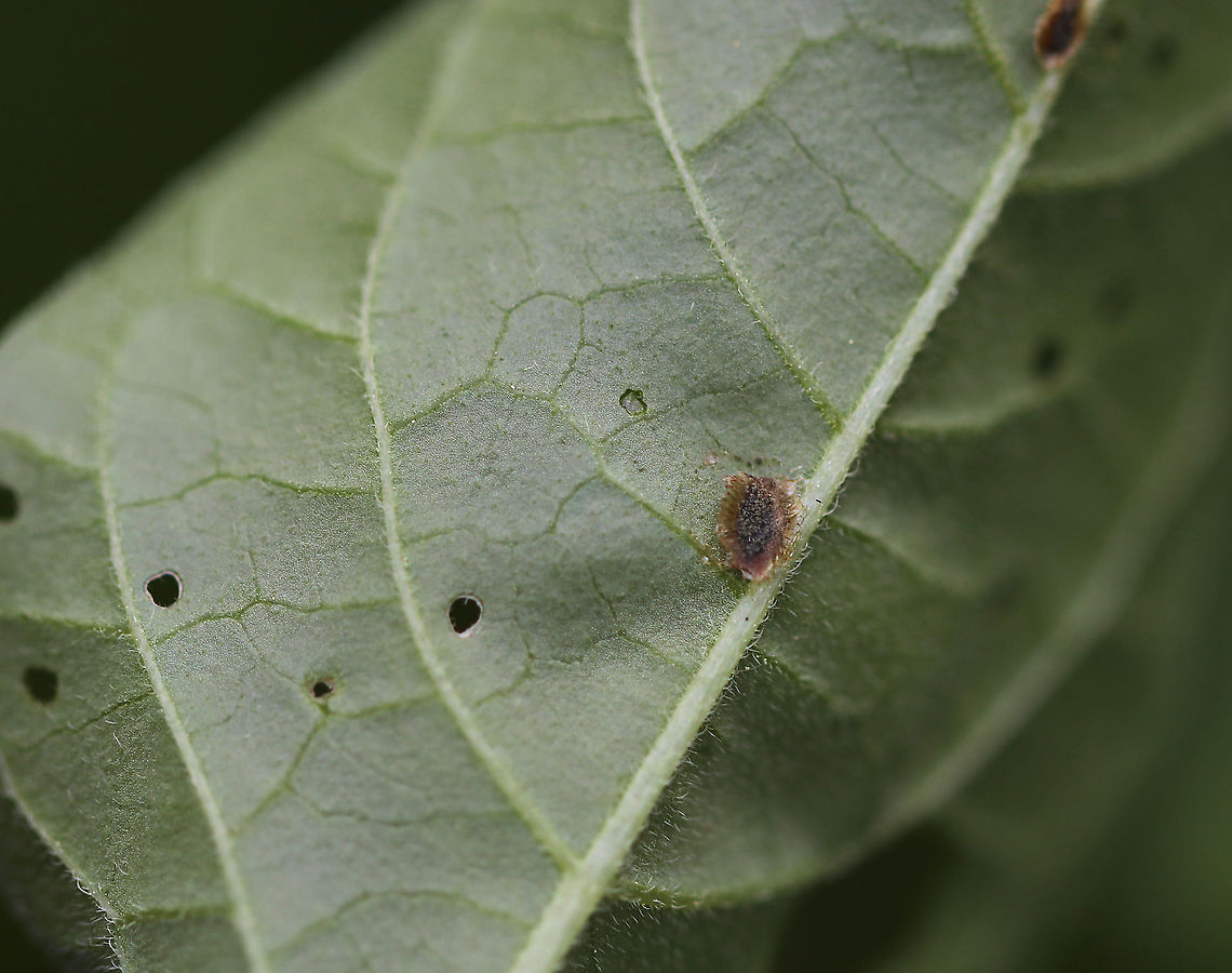 Superfamily Coccoidea - Scale Insect Scale insects drink plant fluids and are considered plant parasites.<br />
<br />
*Some annoying problems with this series of photos: I didn't use a flash or investigate them closer, neither did I get a photo of the host plant. Ugh!<br />
<br />
Habitat: Bog<br />
<figure class="photo"><a href="https://www.jungledragon.com/image/85920/superfamily_coccoidea_-_scale_insect.html" title="Superfamily Coccoidea - Scale Insect"><img src="https://s3.amazonaws.com/media.jungledragon.com/images/3232/85920_thumb.jpg?AWSAccessKeyId=05GMT0V3GWVNE7GGM1R2&Expires=1770854410&Signature=KTJ3K42PdWBUmz2ZbkFhB7srg3Y%3D" width="200" height="160" alt="Superfamily Coccoidea - Scale Insect Scale insects drink plant fluids and are considered plant parasites.<br />
<br />
*Some annoying problems with this series of photos: I didn't use a flash or investigate them closer, neither did I get a photo of the host plant.  Ugh!<br />
<br />
Habitat: Bog<br />
https://www.jungledragon.com/image/85922/superfamily_coccoidea_-_scale_insect.html<br />
https://www.jungledragon.com/image/85921/superfamily_coccoidea_-_scale_insect.html Coccoidea,Geotagged,Summer,Superfamily Coccoidea,United States,scale,scale insect" /></a></figure><br />
<figure class="photo"><a href="https://www.jungledragon.com/image/85921/superfamily_coccoidea_-_scale_insect.html" title="Superfamily Coccoidea - Scale Insect"><img src="https://s3.amazonaws.com/media.jungledragon.com/images/3232/85921_thumb.jpg?AWSAccessKeyId=05GMT0V3GWVNE7GGM1R2&Expires=1770854410&Signature=NgEchPDDs8CtHuxqssKbQ9PSmiU%3D" width="200" height="134" alt="Superfamily Coccoidea - Scale Insect Scale insects drink plant fluids and are considered plant parasites.<br />
<br />
*Some annoying problems with this series of photos: I didn't use a flash or investigate them closer, neither did I get a photo of the host plant. Ugh!<br />
<br />
Habitat: Bog<br />
https://www.jungledragon.com/image/85920/superfamily_coccoidea_-_scale_insect.html<br />
https://www.jungledragon.com/image/85922/superfamily_coccoidea_-_scale_insect.html Geotagged,Summer,United States" /></a></figure> Geotagged,Summer,United States