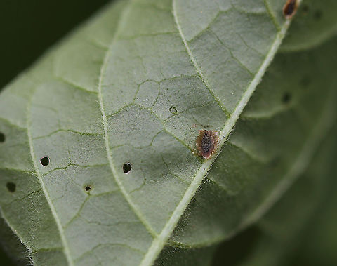 Superfamily Coccoidea - Scale Insect Scale insects drink plant fluids and are considered plant parasites.

*Some annoying problems with this series of photos: I didn't use a flash or investigate them closer, neither did I get a photo of the host plant. Ugh!

Habitat: Bog
https://www.jungledragon.com/image/85920/superfamily_coccoidea_-_scale_insect.html
https://www.jungledragon.com/image/85921/superfamily_coccoidea_-_scale_insect.html Geotagged,Summer,United States