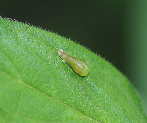 Syrphid Fly Pupa - Family Syrphidae When hoverfly larvae are ready to pupate, they attach themselves to a leaf until they are ready to emerge as adults. See the larvae here: https://www.jungledragon.com/image/85870/syrphid_fly_larva_-_tribe_syrphini.html Geotagged,Summer,United States,fly pupa,hoverfly,hoverfly pupa,pupa,syrphid fly pupa,syrphid pupa,syrphidae