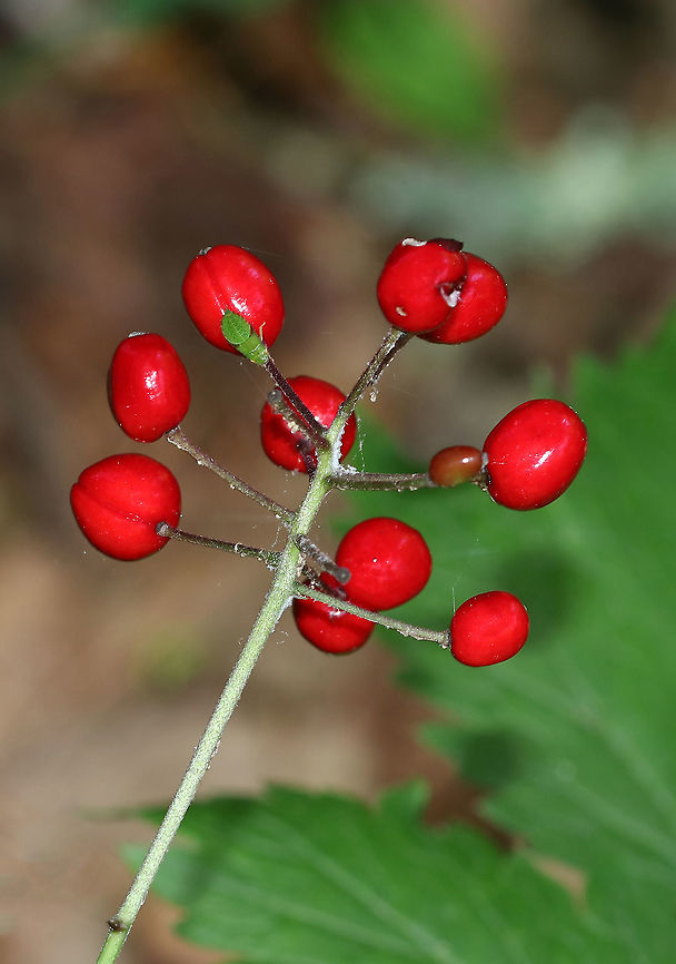 Red Baneberry - Actaea rubra Bushy plant with clusters of red berries. <br />
<br />
Habitat: Growing on the edge of a swamp Actaea,Actaea rubra,Geotagged,Red Baneberry,Summer,United States,baneberry,red,red berries